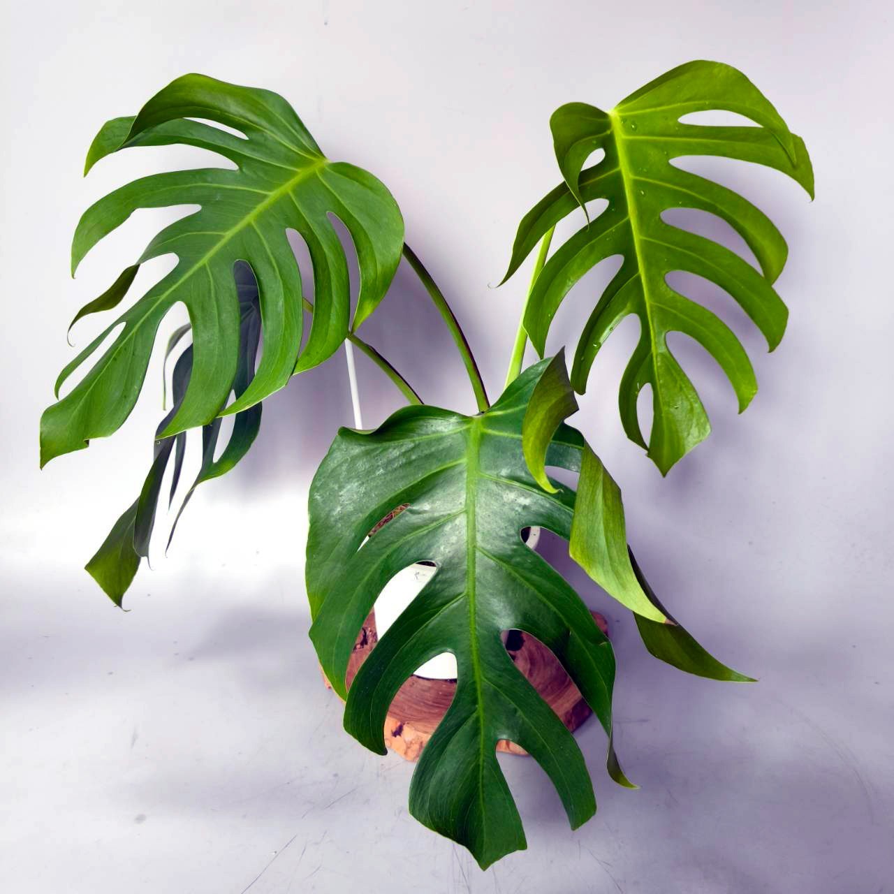 Monstera serrana Mexico form +++ Free Phytosanitary Certificate