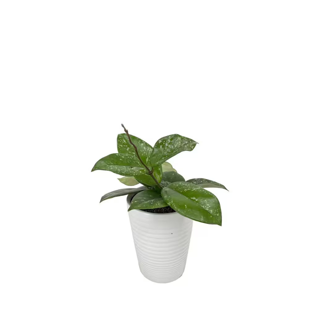 Endless Cascades Hoya Freckled Splash Indoor Plant in 3.5 In. White Ceramic Cont