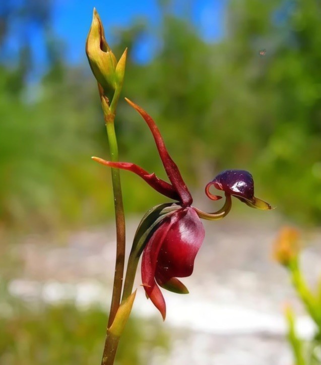 Flying Duck Orchid, 105 Seeds, Rare Exotic Flower
