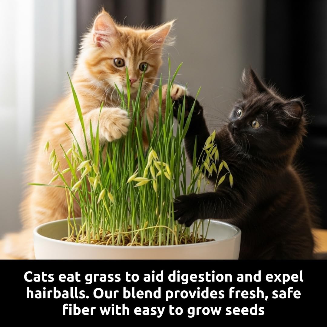 Cz Grain Cat Grass Seeds For Growing 4 Way Blend Rye Wheat Oats And Barley Made
