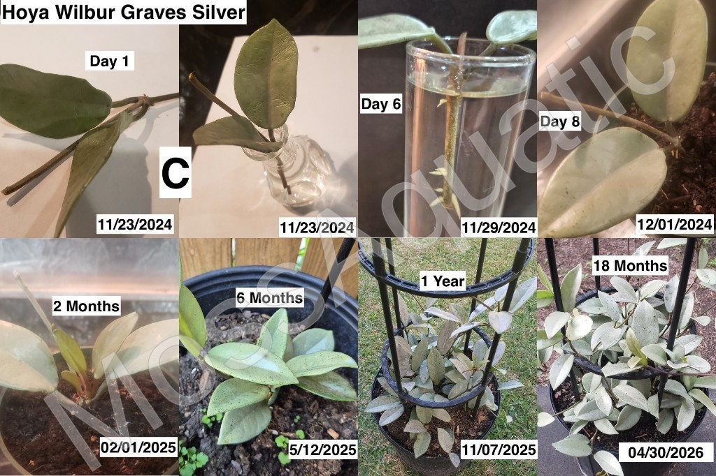 Hoya Wilbur Graves Silver 1 cutting with 2 leaves no roots