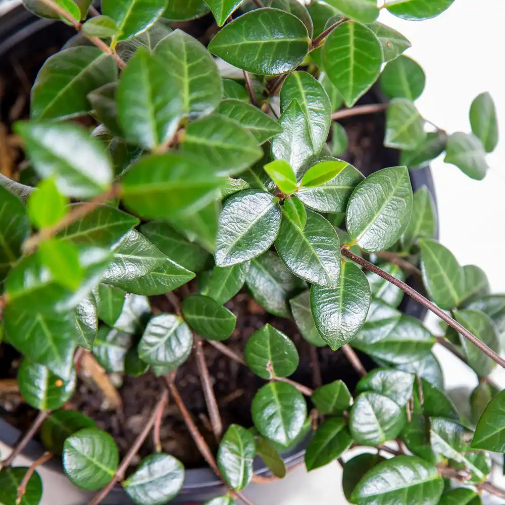 Asiatic Jasmine 3 1/4 In. Pots (54-Pack) – Live Groundcover Plant