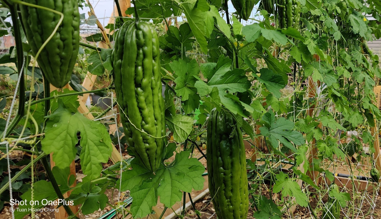 20 Bitter Melon Seeds / Khổ Qua,Mướp Đắng for 2023 season. US Seller
