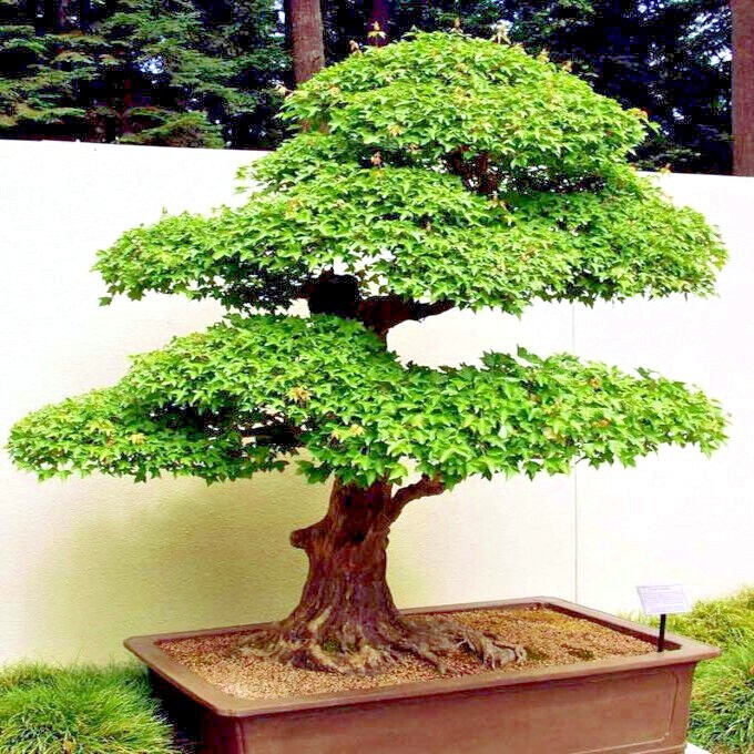 TRIDENT MAPLE TREE SEEDS (Acer buergerianum) Hardy Fall Colors Bonsai Plant
