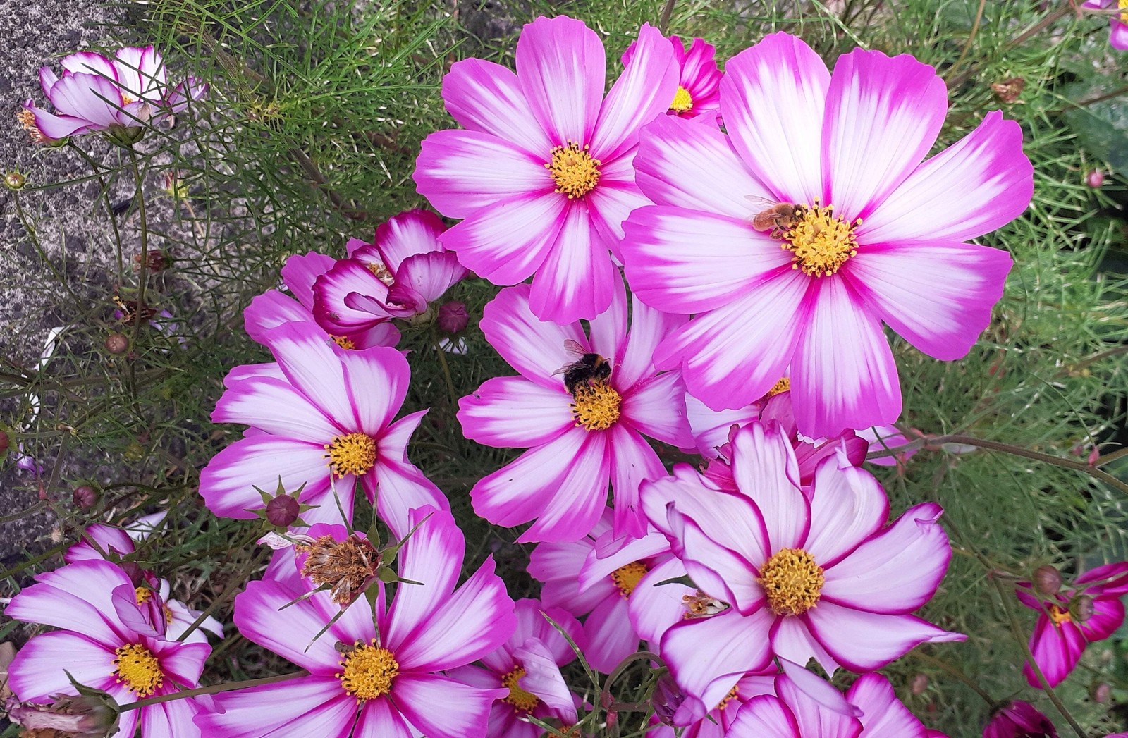 300 CANDY STRIPE COSMOS Cosmos Bipinnatus Flower Seeds