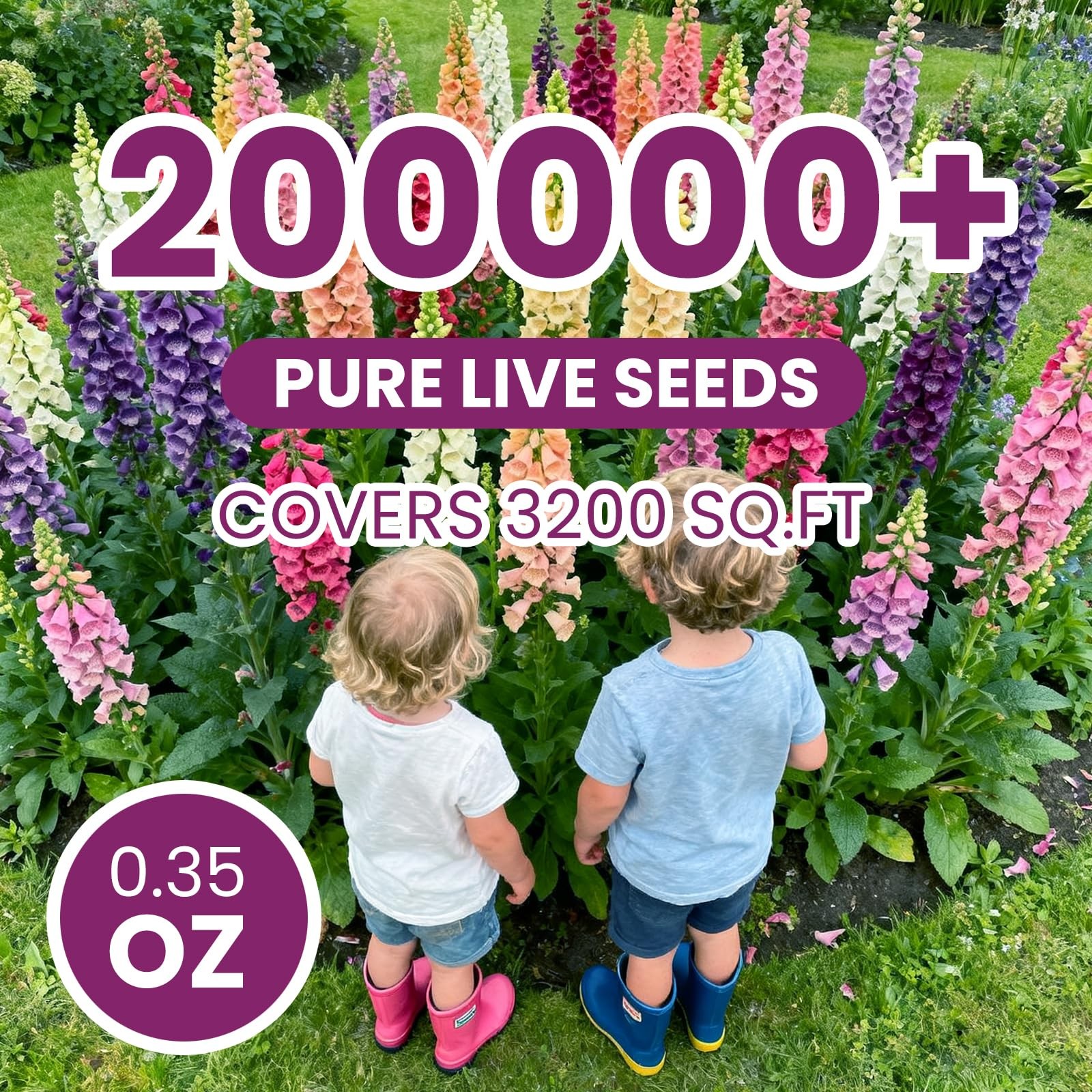 Foxglove Seeds Perennial – Mixed Colors, 200,000+ 0.35 Ounce Pounch, colorful