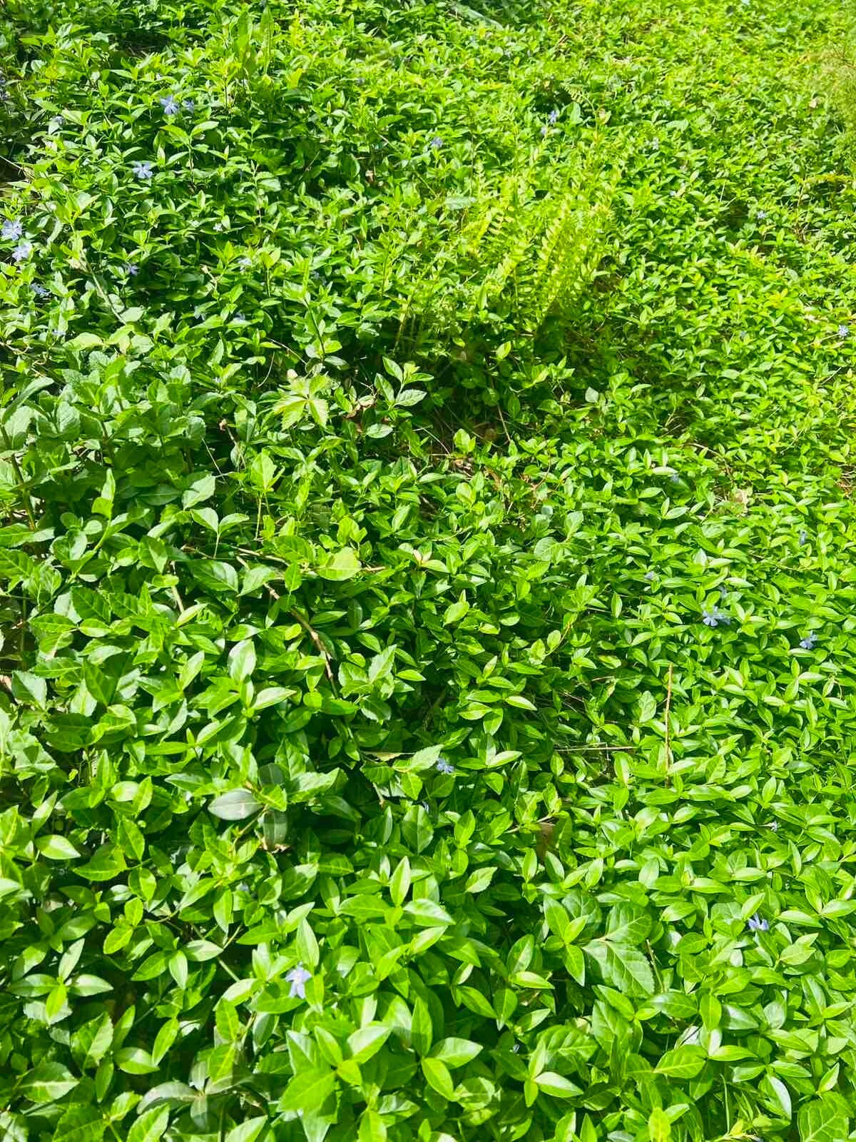35 Creeping Myrtle Periwinkle Vinca Vines Flowering Plants Ground Cover, SHADE