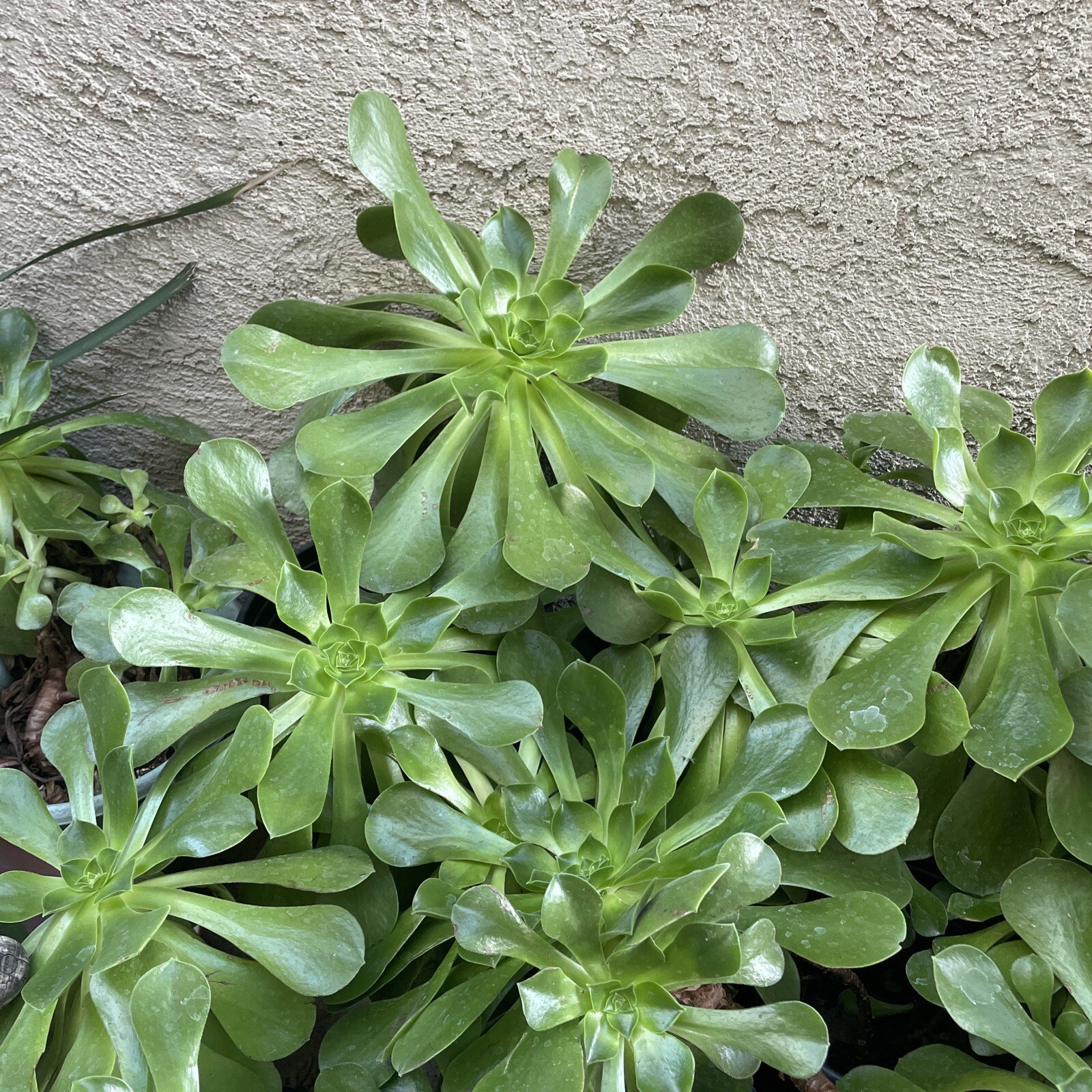 Extra Large size Healthy Fresh Green Aeonium Succulent Rosettes Saucer plants