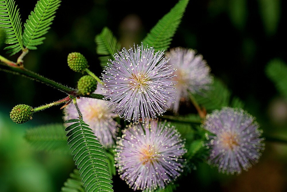 SENSITIVE PLANT Mimosa Pudica – 30 SEEDS. *LESS S&H