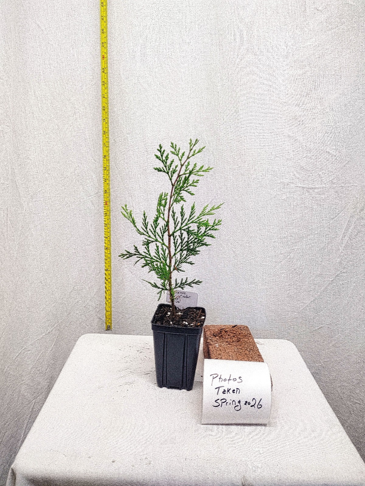 Incense Cedar tree in small nursery pot. Calocedrus decurrens.
