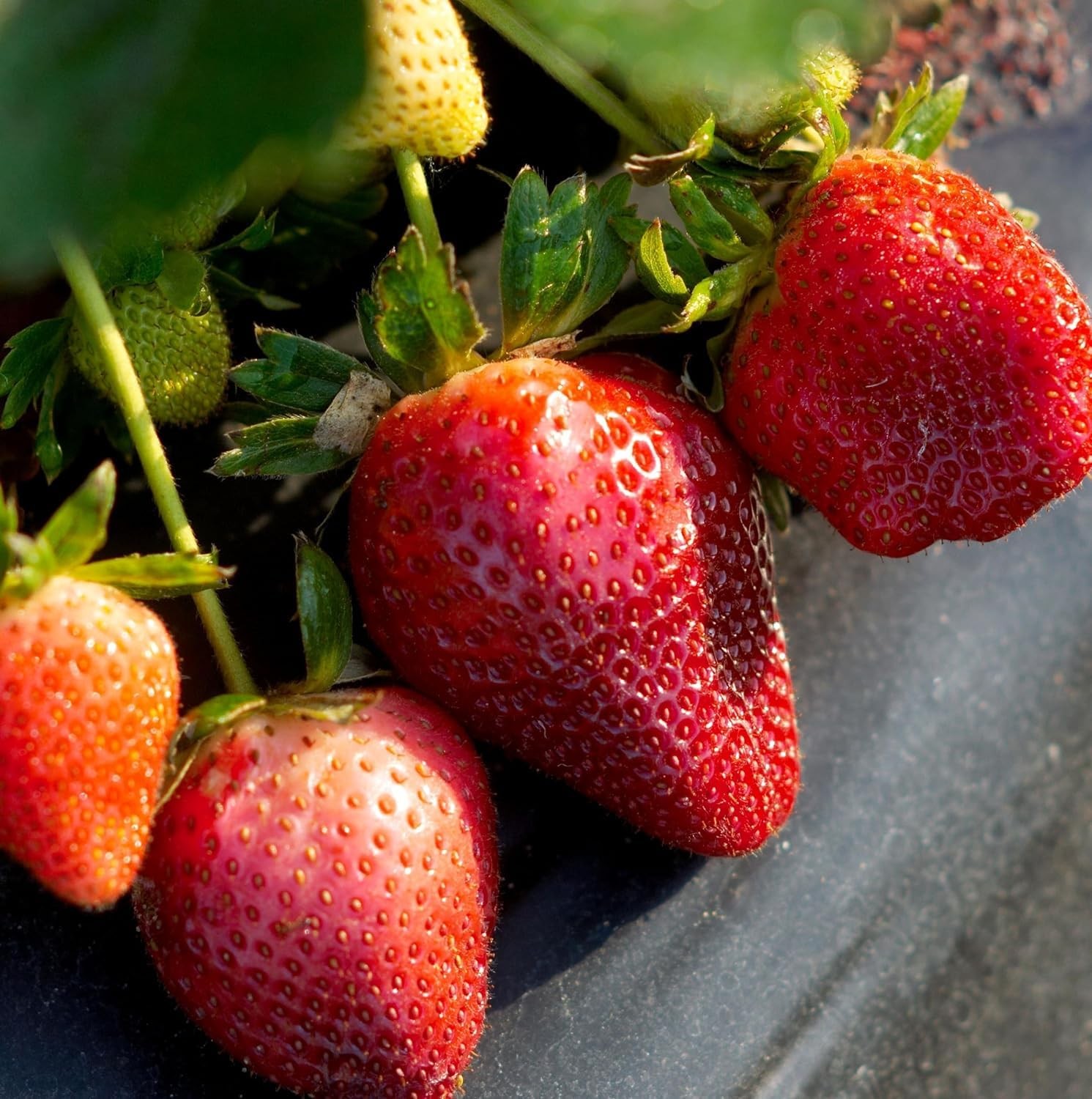 1000+ Mixed Fruit Seeds for Planting – Strawberry Raspberry Blueberry & Grape…