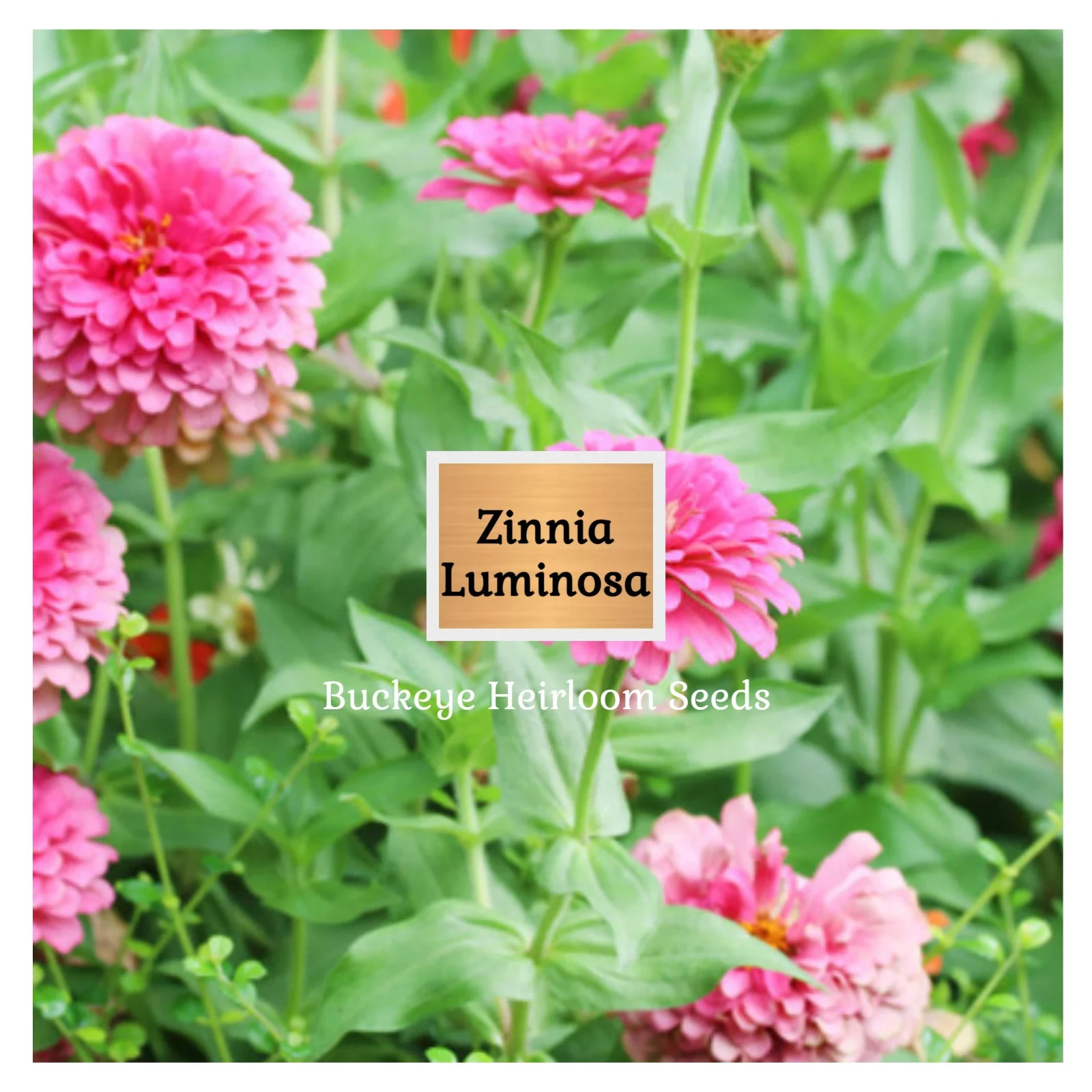 Zinnia | Luminosa | 100 Seeds | (Zinnia elegans) | Easy to Grow | Heirloom