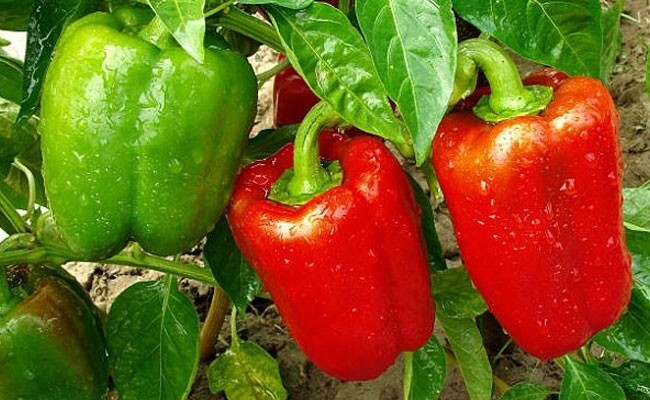 NON-GMO Vegetable Seeds 21 Variety Garden Emergency Survival Heirloom Seed Kit