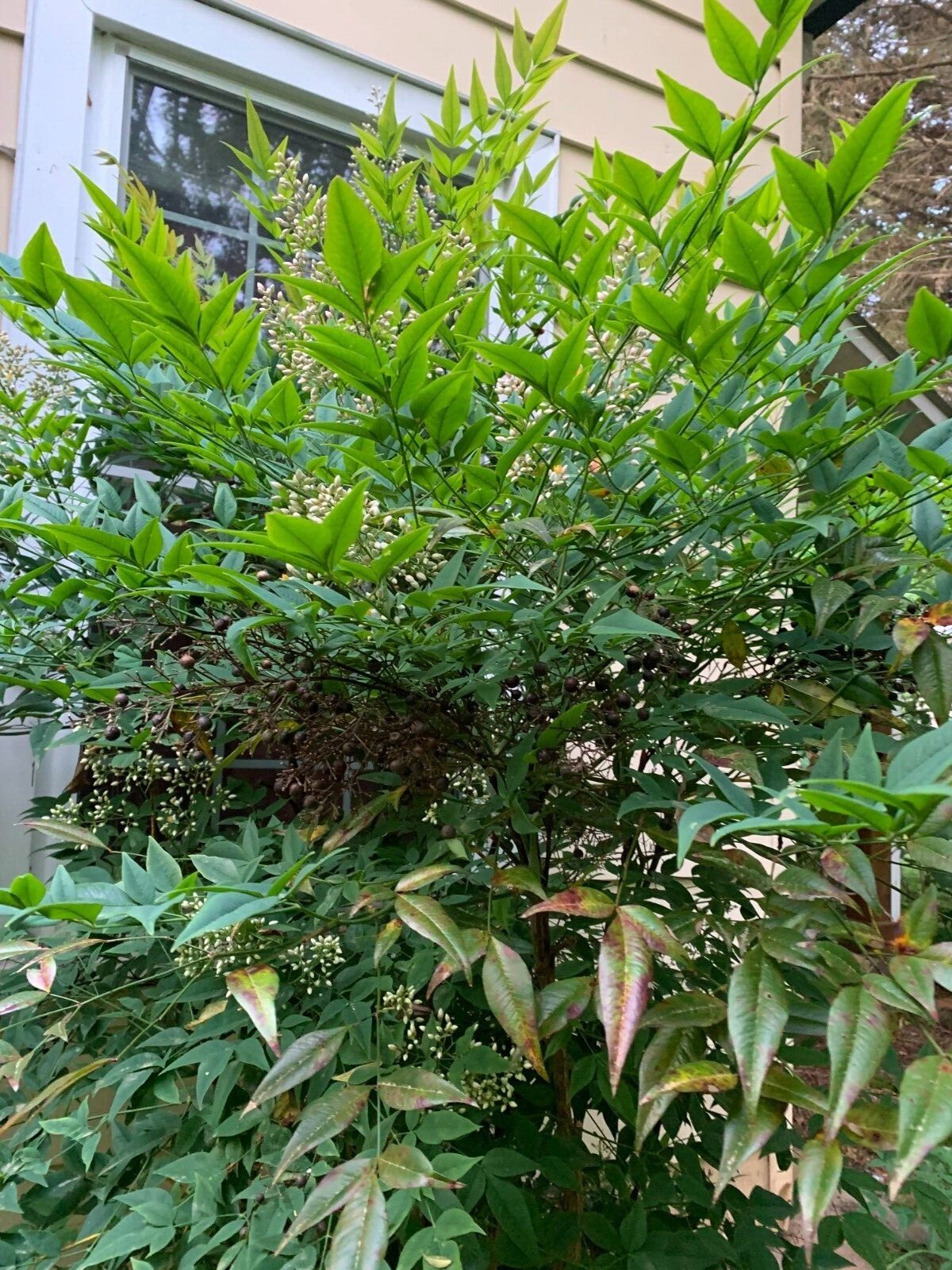 Evergreen Nandina Heavenly bamboo hardy ornamental plant bush shrub plant rooted