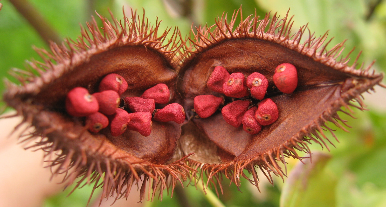Annatto / Achiote Seeds (50) / ORGANIC / NON GMO / FLORIDA GROWN