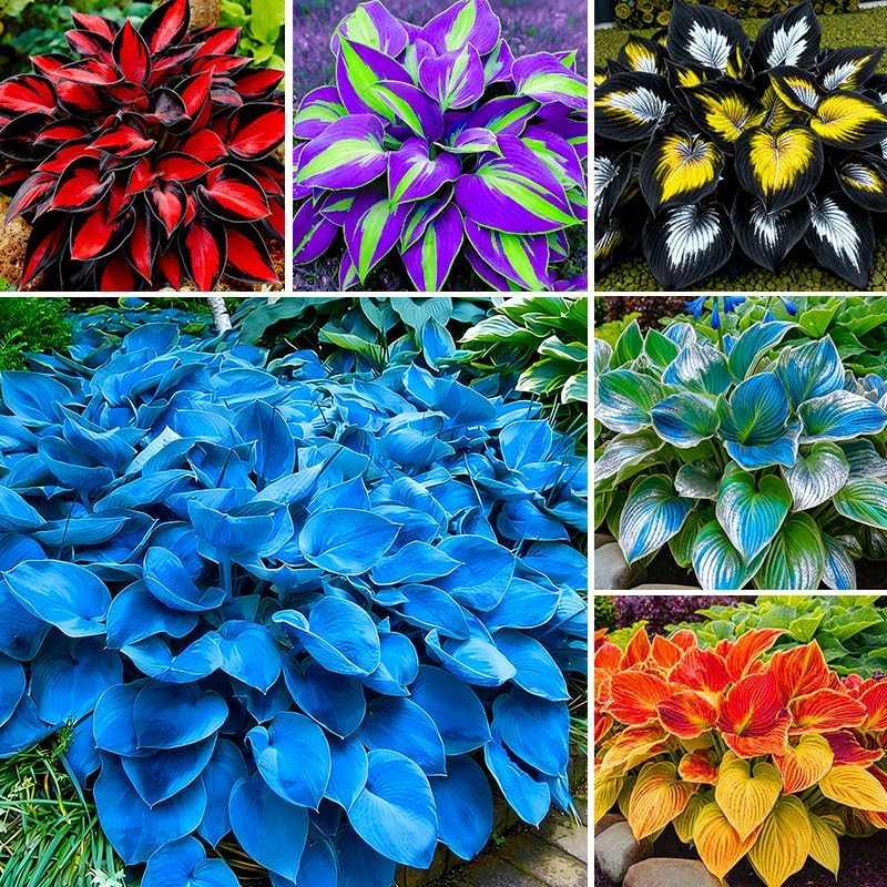 175Pcs Mix Hosta Seed for Planting-Non-Gmo Heirloom Plant Seeds Garden Outdoor