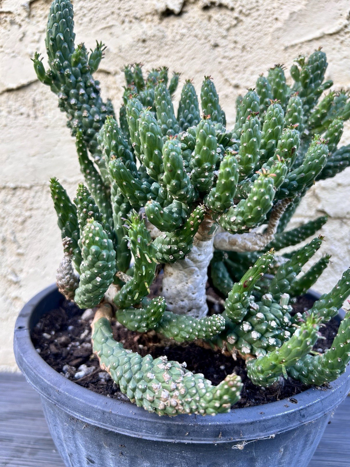 Unique Euphorbia Inermis Multi-Head Succulent Cactus Plant