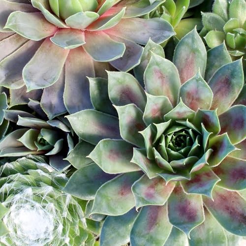 Altman Plants Non-Toxic Live Sempervivum Succulent Plant Gift In 8 Decorative