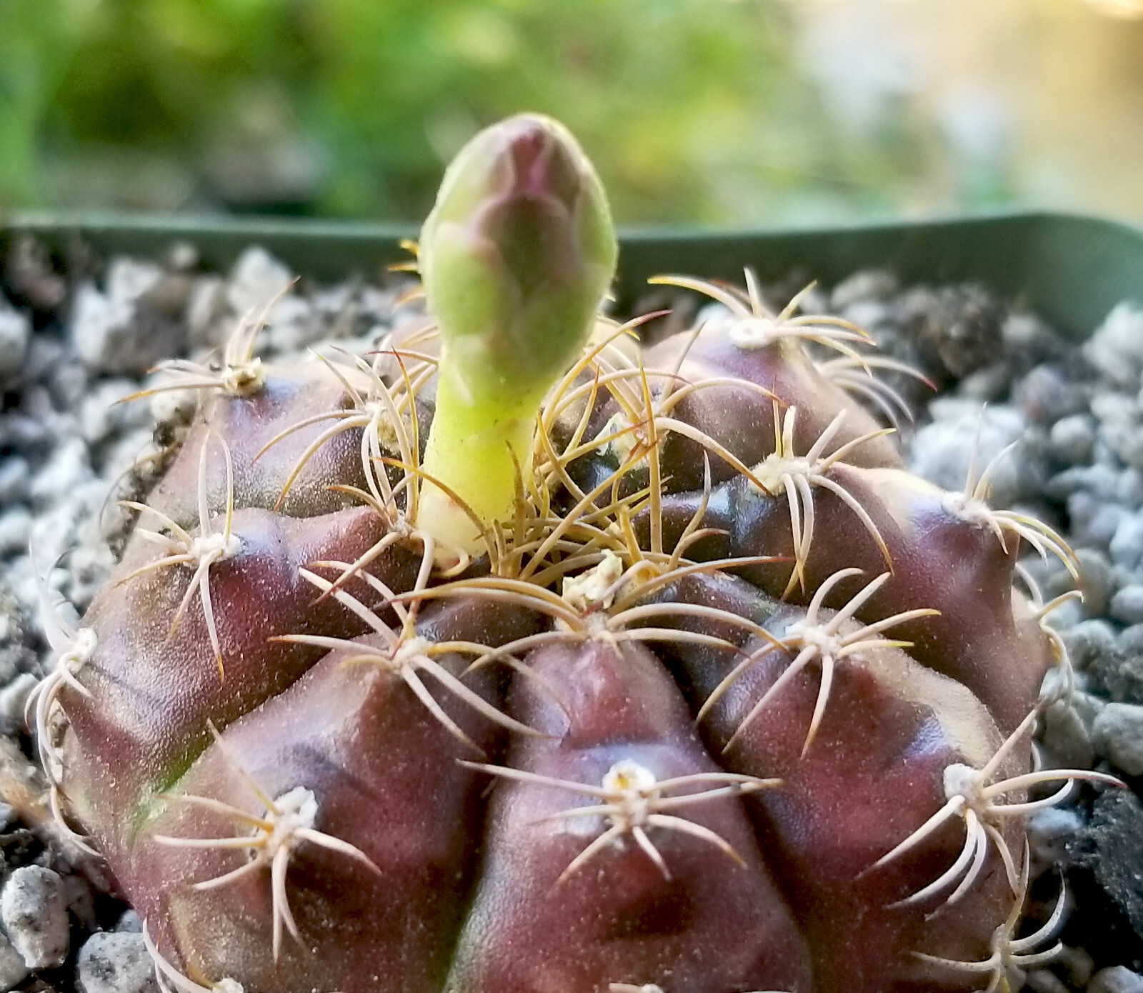 Gymnocalycium Damsii v Tucavocense – Body Changes from Pink to Purple to Green