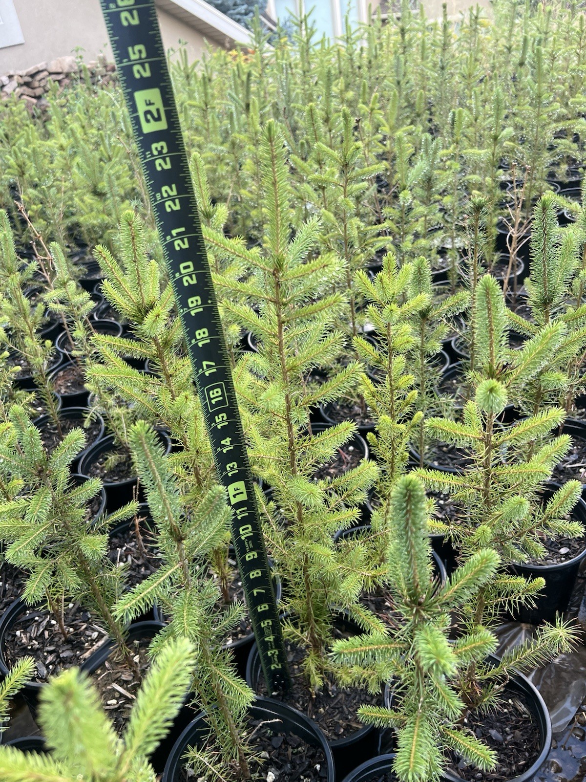 (6) Six Norway Spruce Tree Seedlings Ready To Plant