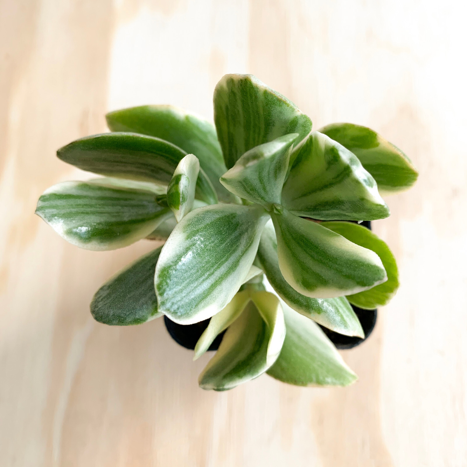 Variegated Jade Plant (Crassula ovata) – in 2.5 inch pot