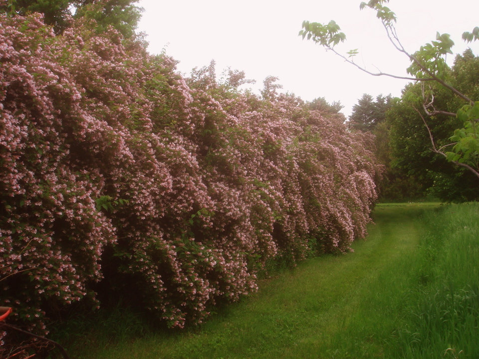 Beauty Bush, Kolkwitzia amabilis, Shrub Seeds (Showy, Hardy)