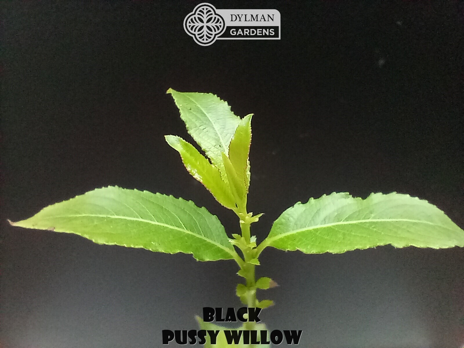 Black Pussy Willow (Salix gracilistyla ‘Melanostachys’) Rose-gold Multiple Sizes