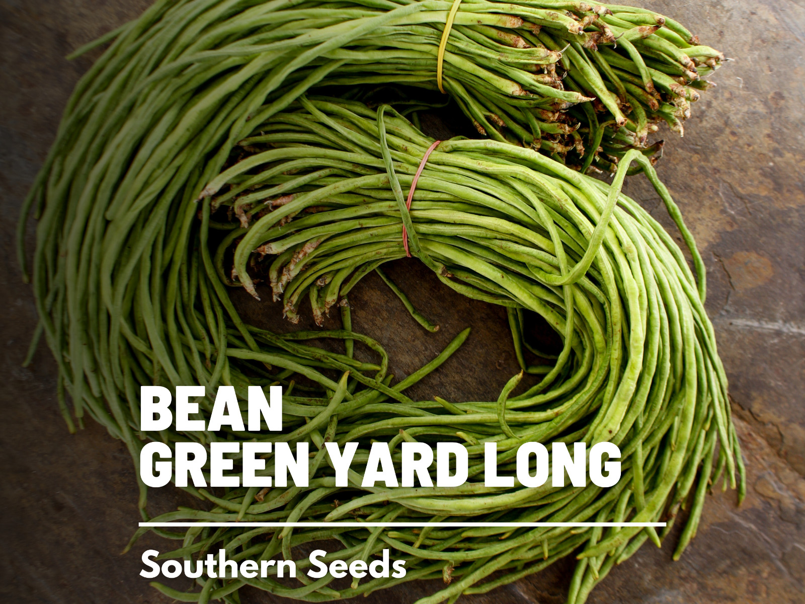Bean, Yard Long Green – 15 Seeds, Pole, Heirloom Vegetable (Vigna unguiculata)