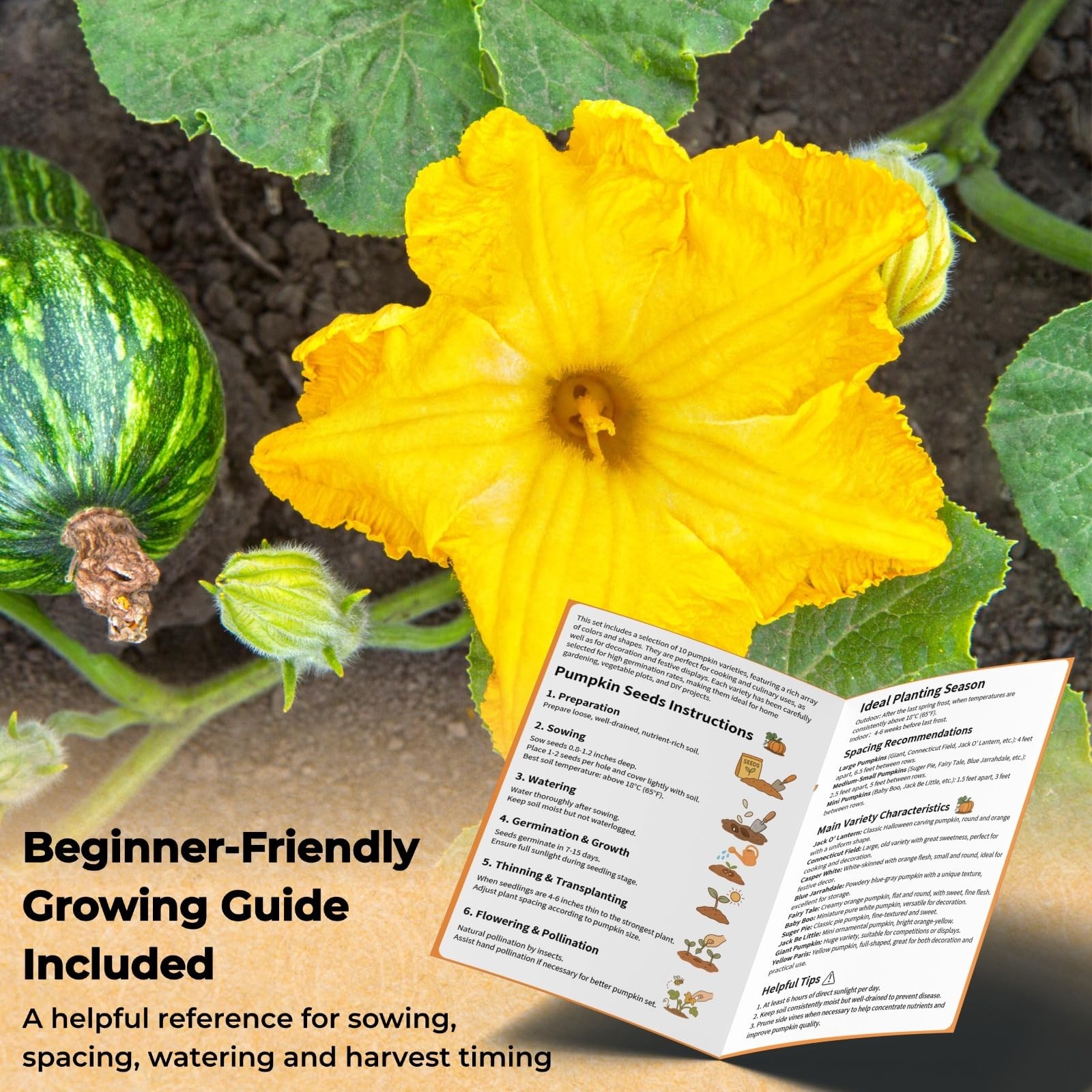 200+ Pumpkin Seeds for Planting – 10 Orange, Yellow, Blue, White color