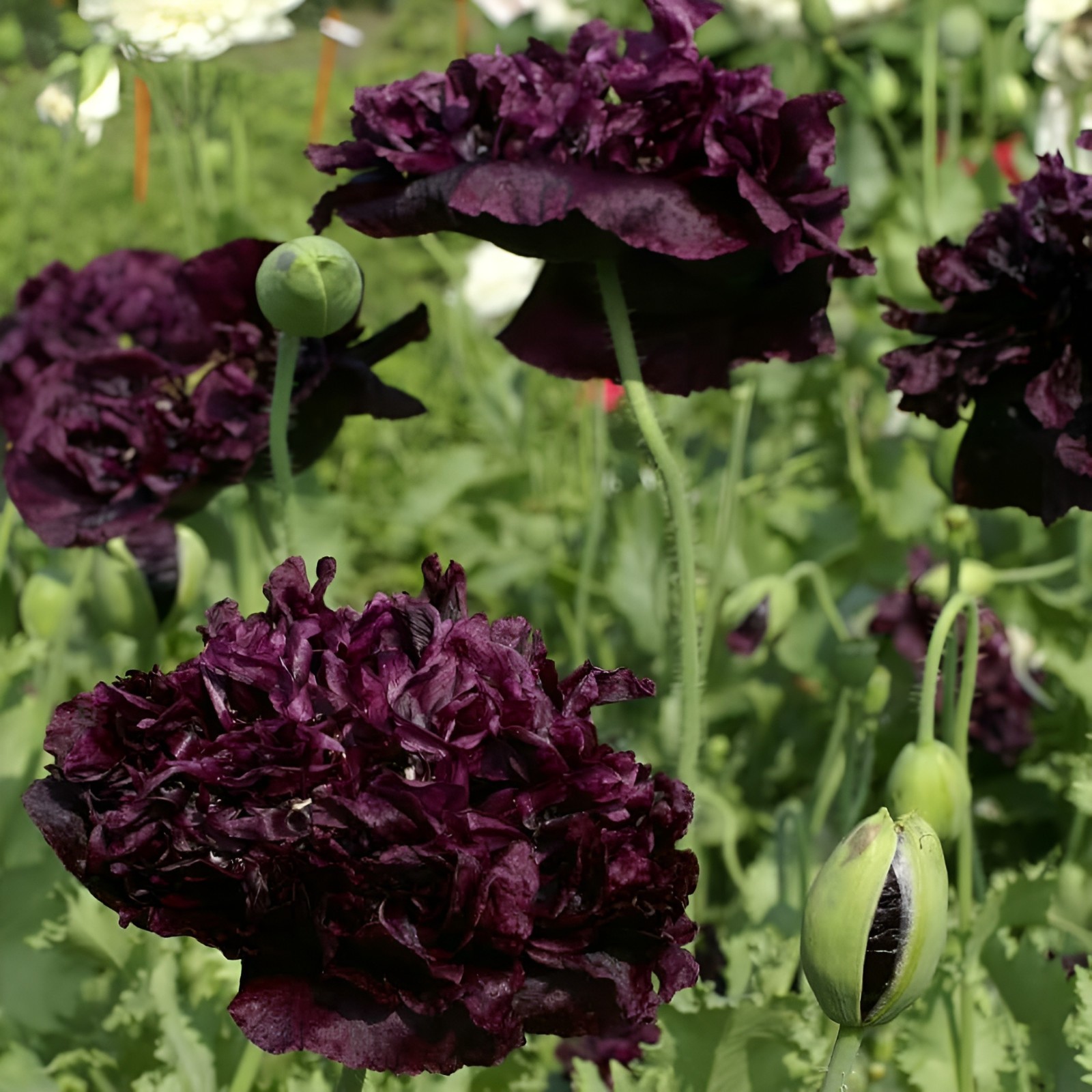 1,000 Double Black Paeony Poppy Seeds – P. Somniferum – Almost Black Blooms!