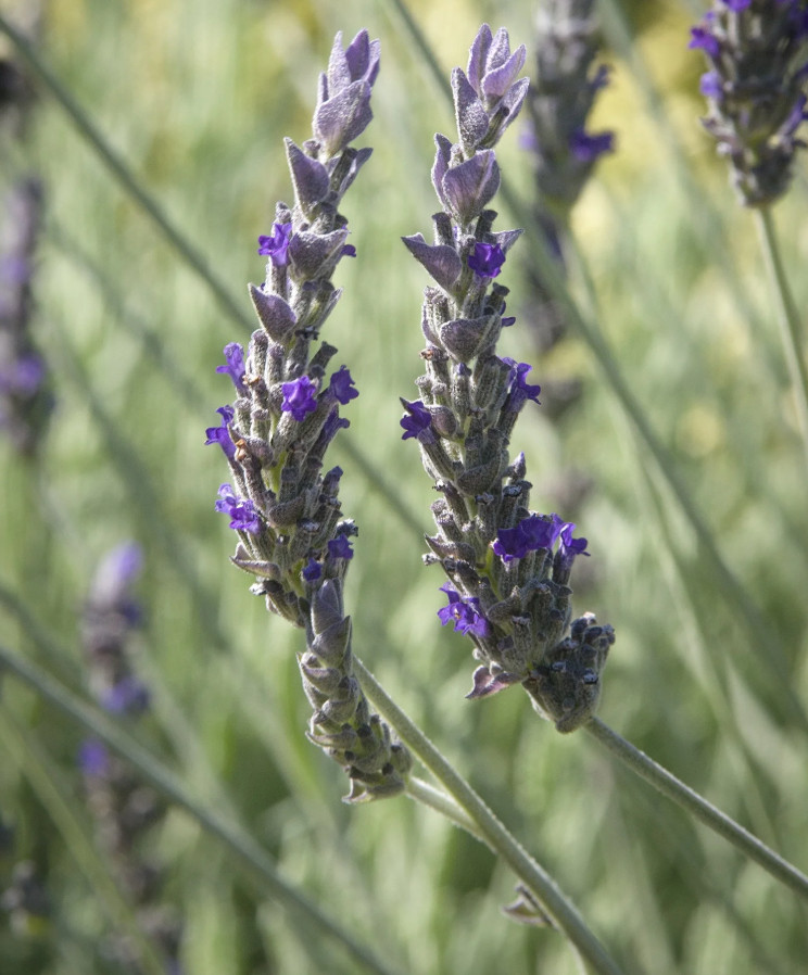 2 Godwins Creek Lavender Plants Live, 3–8″ Tall, Ships No Pot