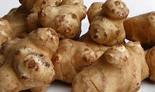 Fresh Sunchokes Adama Foods – 4 pounds for Planting or Eating