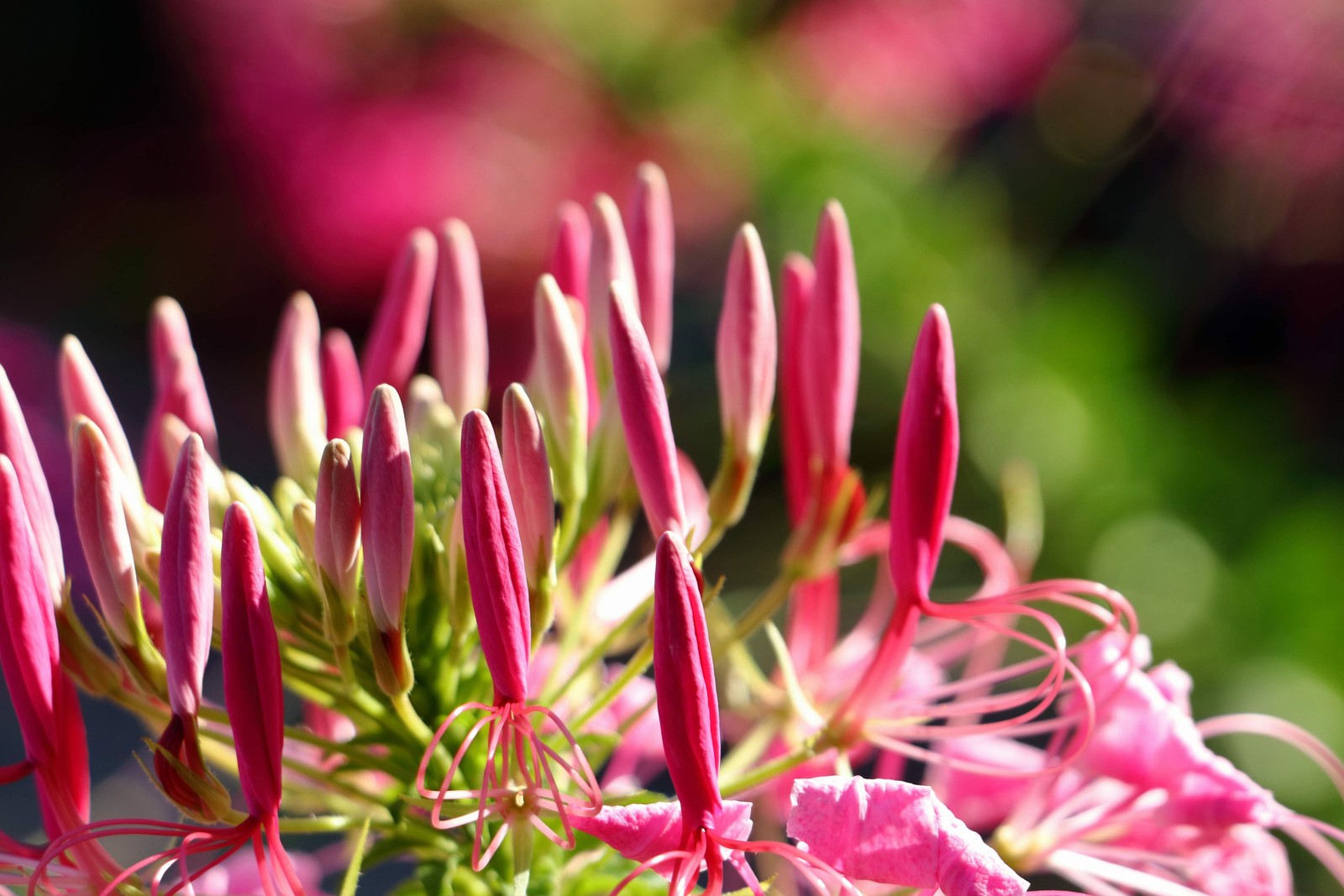 200 ROSE QUEEN CLEOME Hassleriana Cleome Spinosa Pink Spider Flower Seeds
