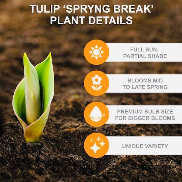 Premium 25 Rainbow Mix Tulip Flower Bulbs, Dutch Grown, Imported from Holland