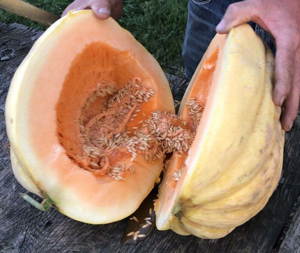 25 Giant Cantaloupe seeds, Home Grown in the USA, Non GMO, S&H with Tracking #