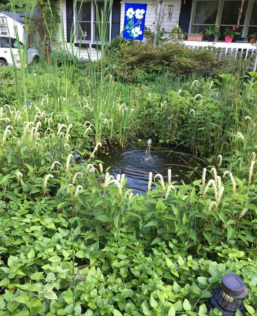 WHITE LIZARD’S TAIL POND/BOG PLANT 100 + SEEDS USA Seller