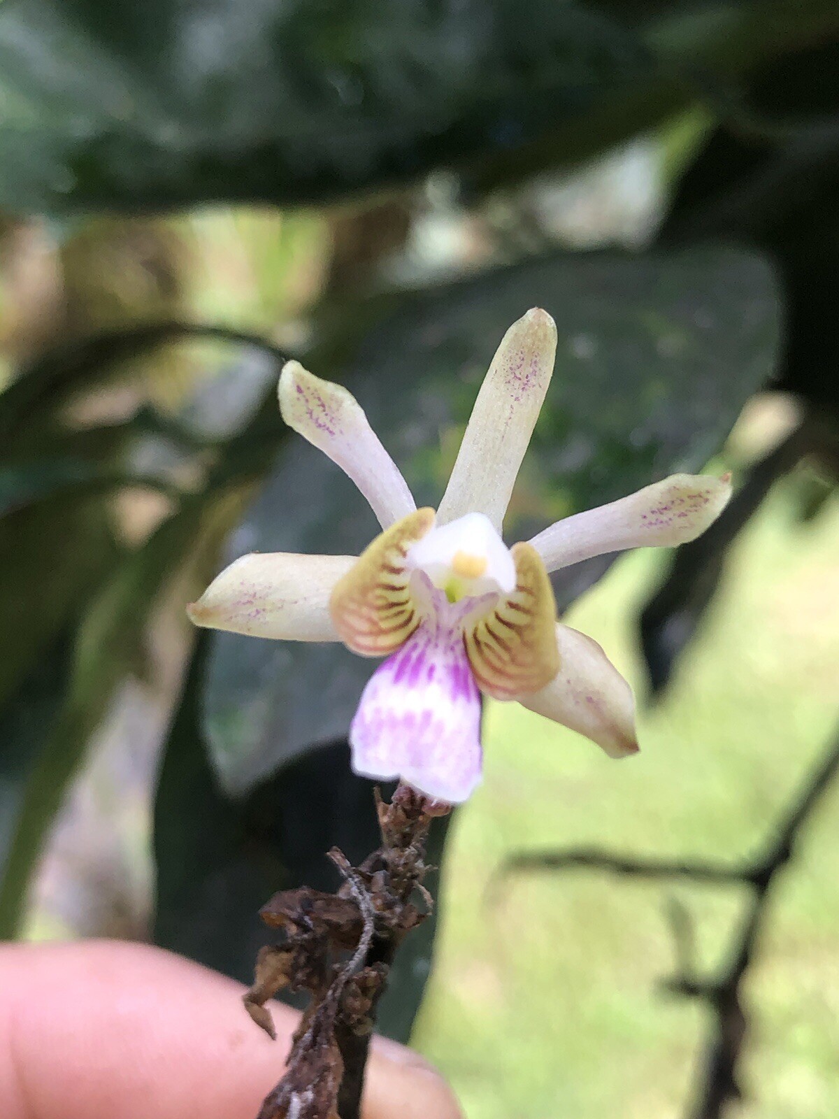 Orchid Plants Psychillis krugii species Big Plant **RARE**