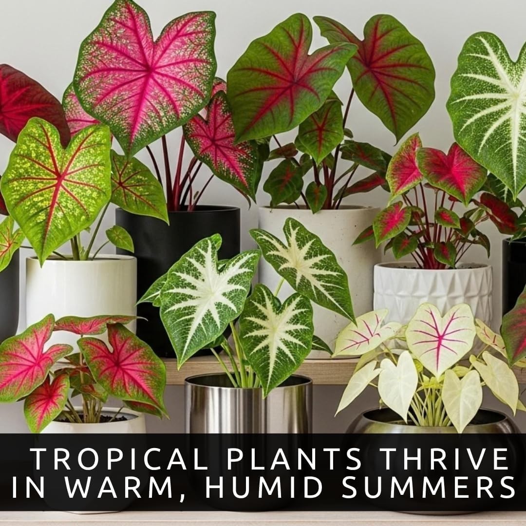 Elegant 10-Pack of Caladium Bulbs – Stunning Color for Indoor & Outdoor Displays