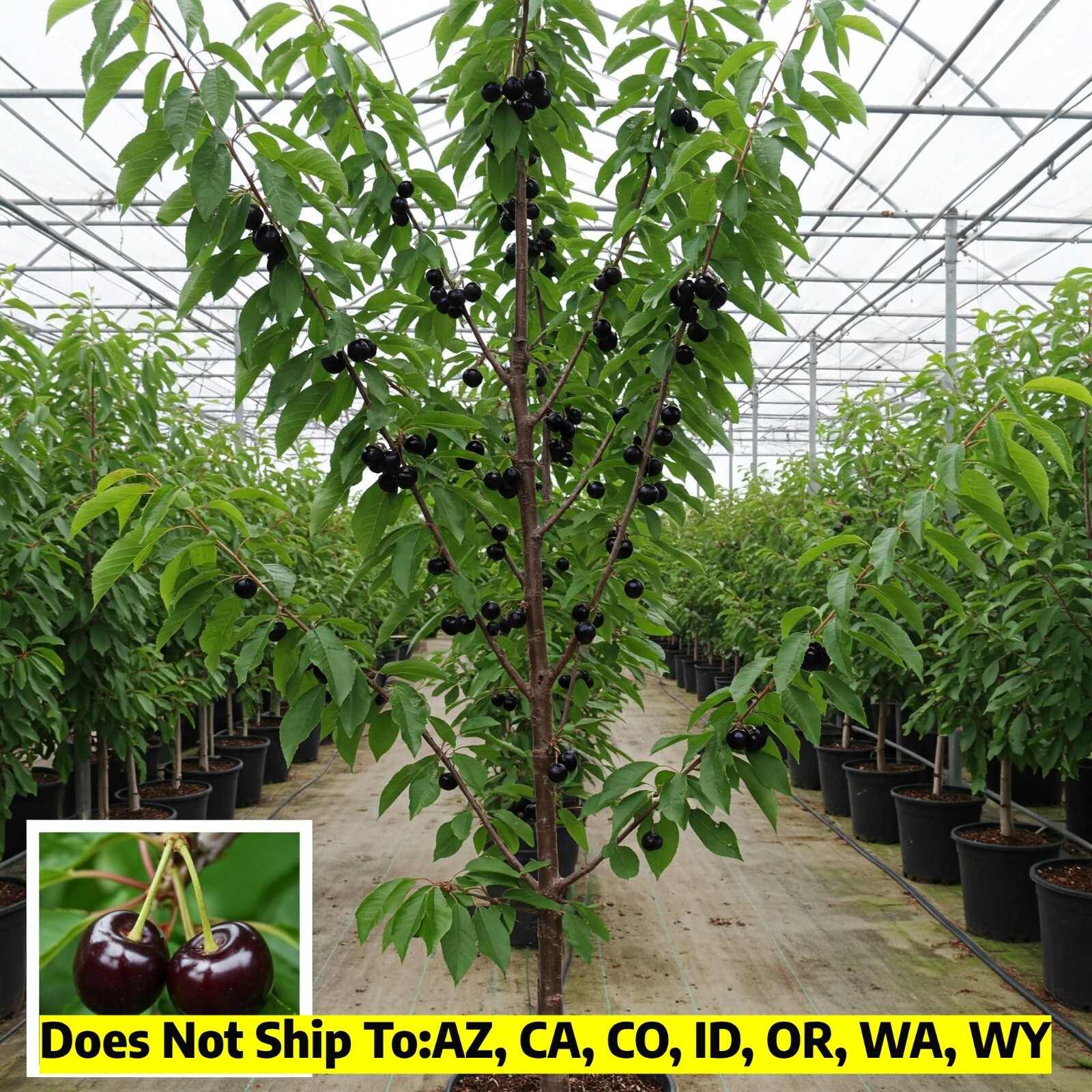Black Tartarian Sweet Cherry Tree Live Plant Edible Fruit Garden Orchard 4-5 Ft