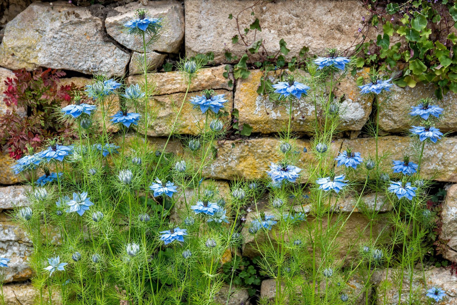 400 Blue & White LOVE IN A MIST Nigella Damascena Fennel Flower Seeds