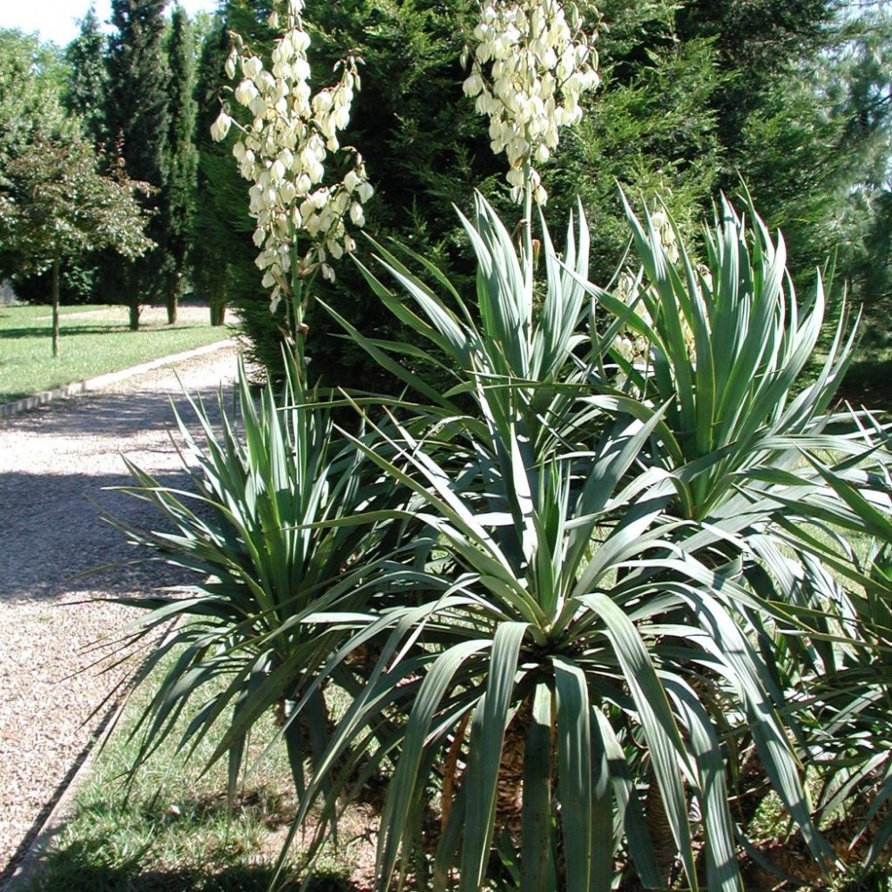 ADAM’S NEEDLE Yucca Filamentosa 10,30 SEEDS