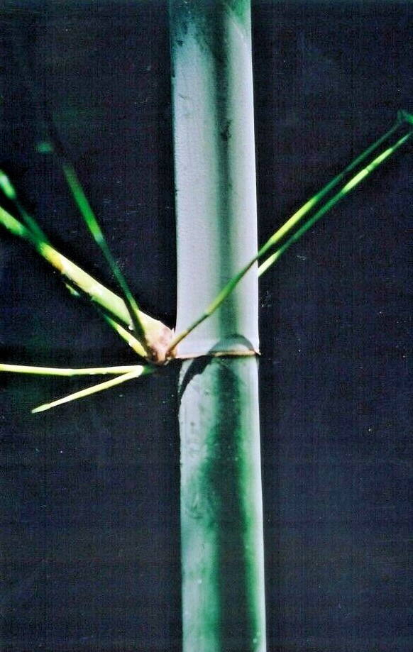 10 TROPICAL BLUE BAMBOO SEEDS – Bambusa chugii