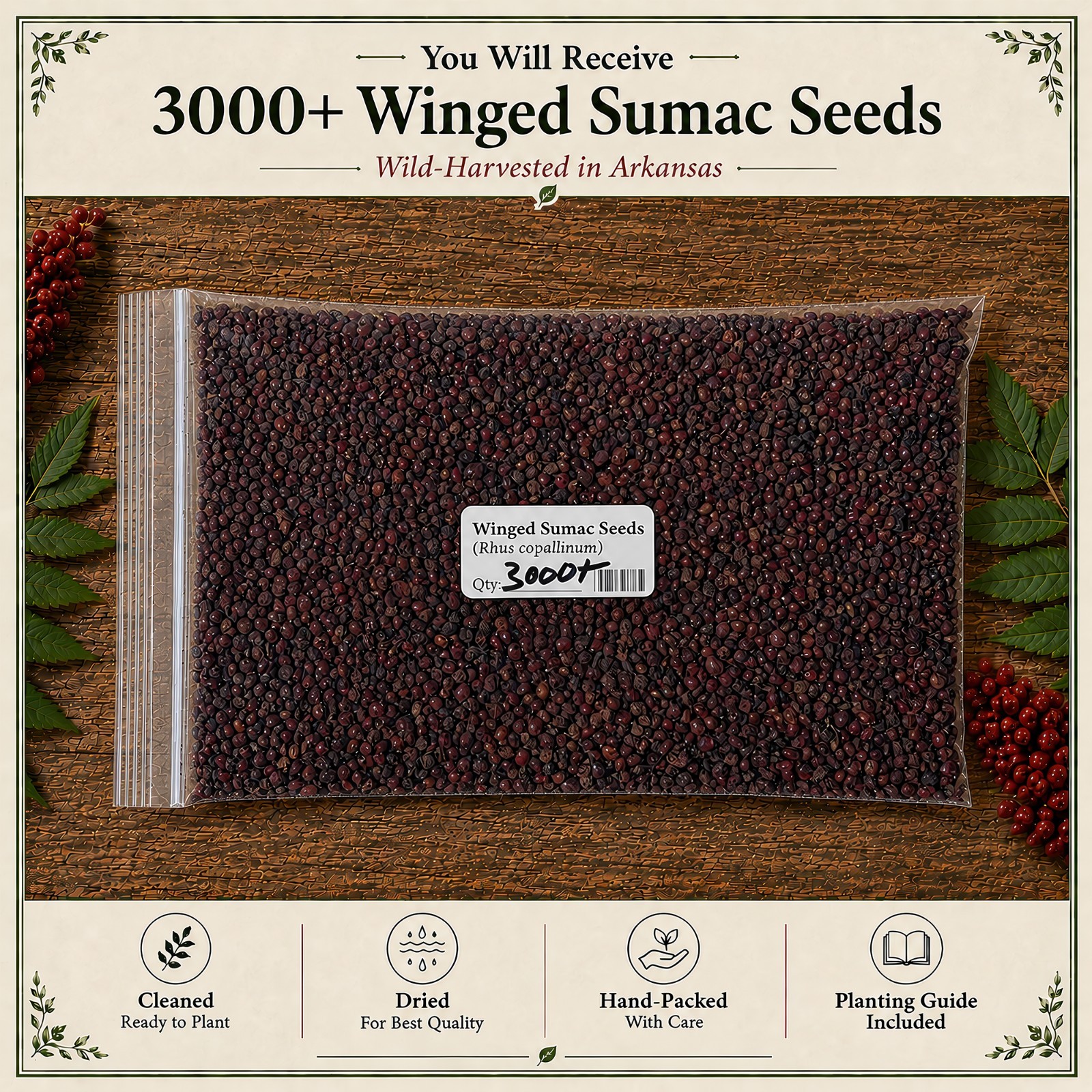 3000 Winged Sumac Tree Seeds (Rhus copallinum) Flameleaf Sumac – Zones 4-9 USA