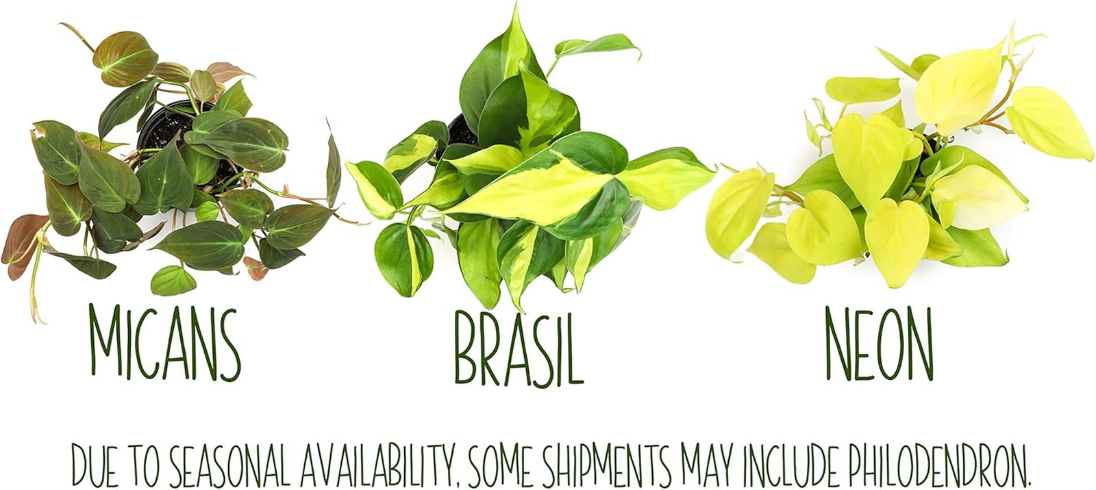 Live Pothos Plants (4PK) Indoor Plants Live Houseplants, Pothos Live Plant House