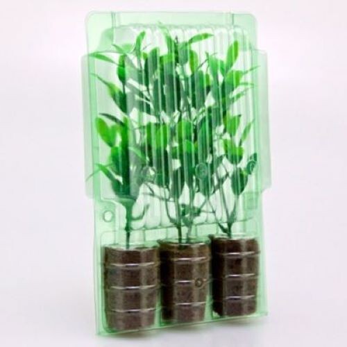 3 Plant Shipping Container – 3 Pack – Clone Shipper – Free Shipping –