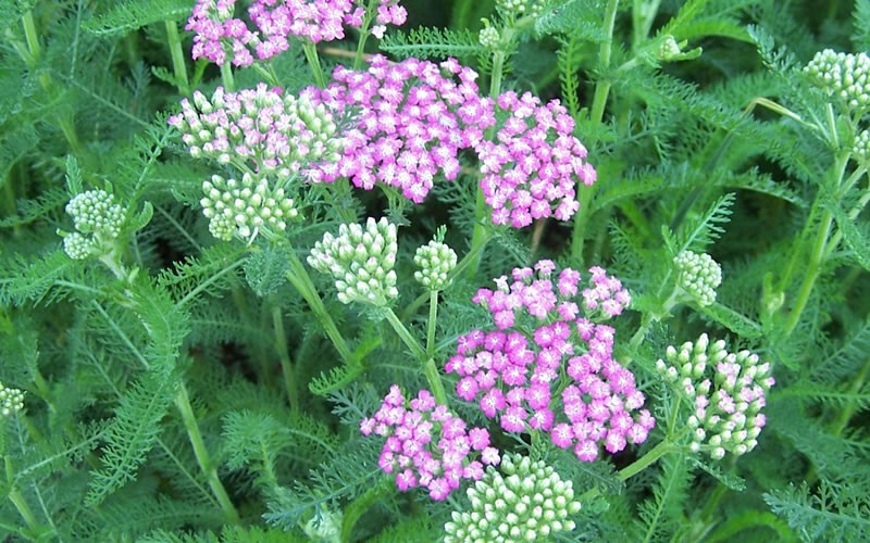 Yarrow Oertel’s Rose 25 Plants in 3-1/2 inch Pots
