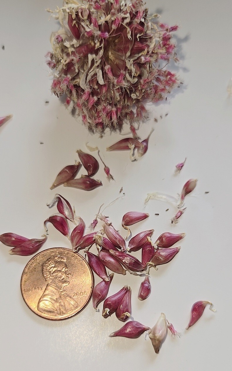 Organic Home Grown Italian Purple Garlic Bulbils (NOT BULBS) For Plant 200 Pcs