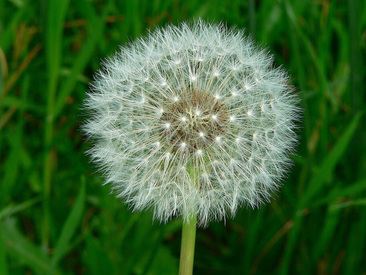 1000+ Dandelion Seeds 2024 | Perennial Herb Garden Flower Permaculture Free Ship