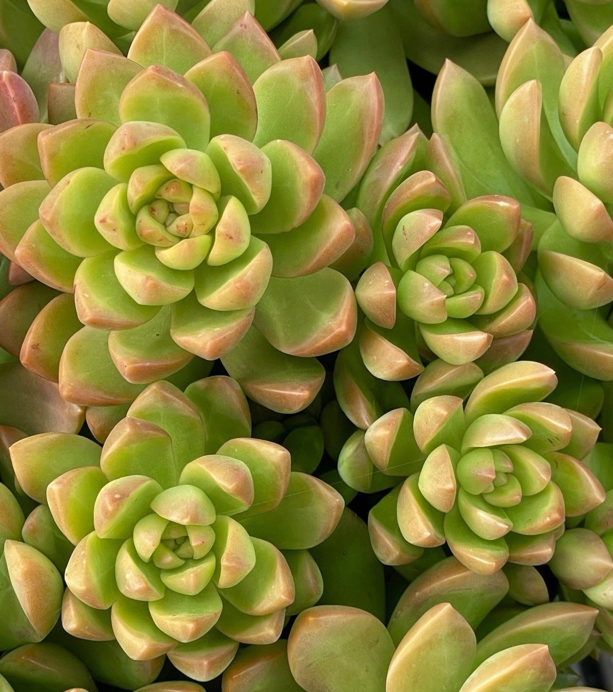 Rare Succulent Sedum Adolphi Golden Glow 2-3 Inches Unrooted Live Plant Cutting