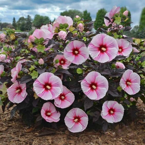 30 seeds| Hibiscus Seeds, Rose Mallow Flower seeds#6003